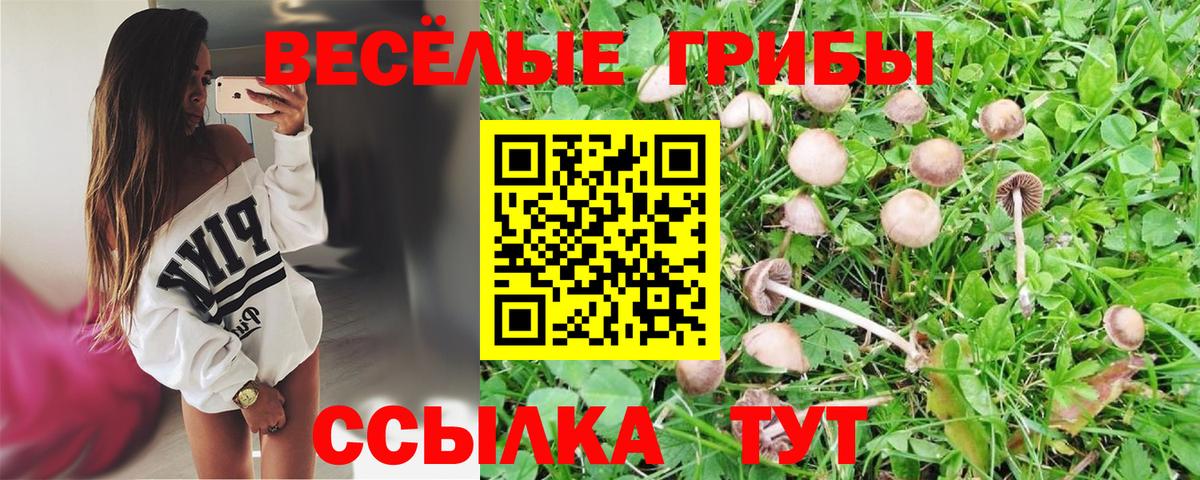 Галлюциногенные грибы Psilocybe Клинцы